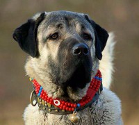 /album/fotogaleria/kangal-s-obojkom-jpg/